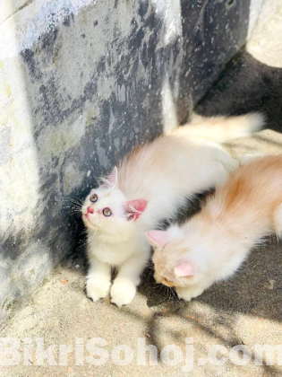 Traditional persian kitten